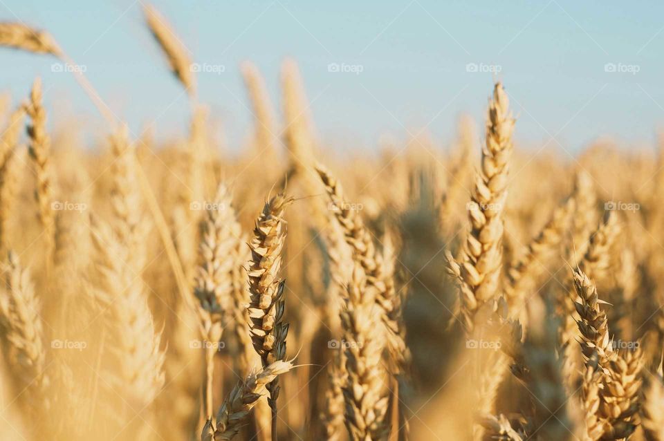 Wheat Field