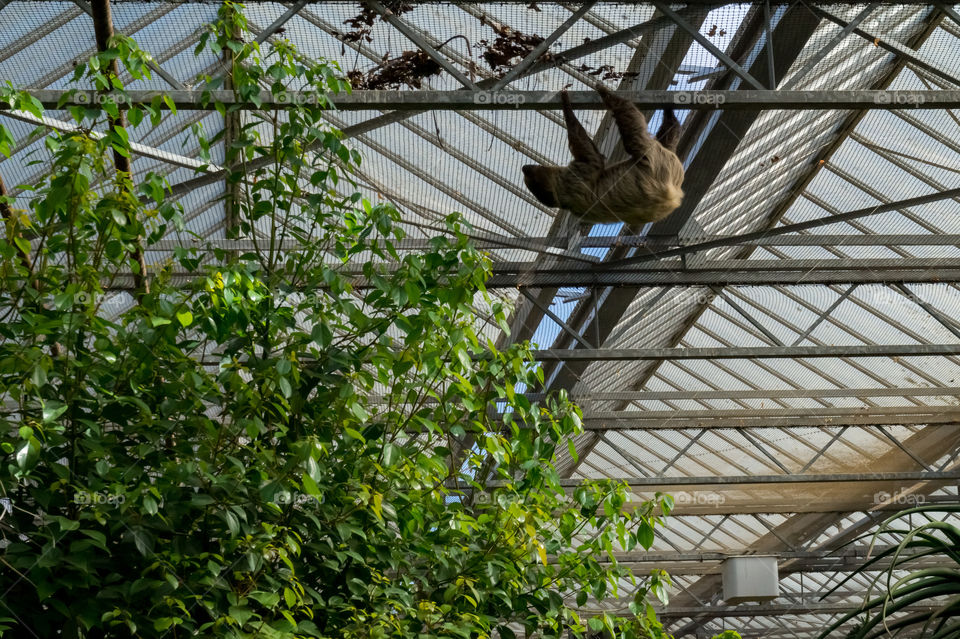 Sloth crosses an iron and glass greenhouse