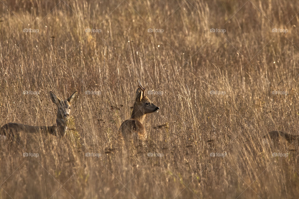 Wildlife photography