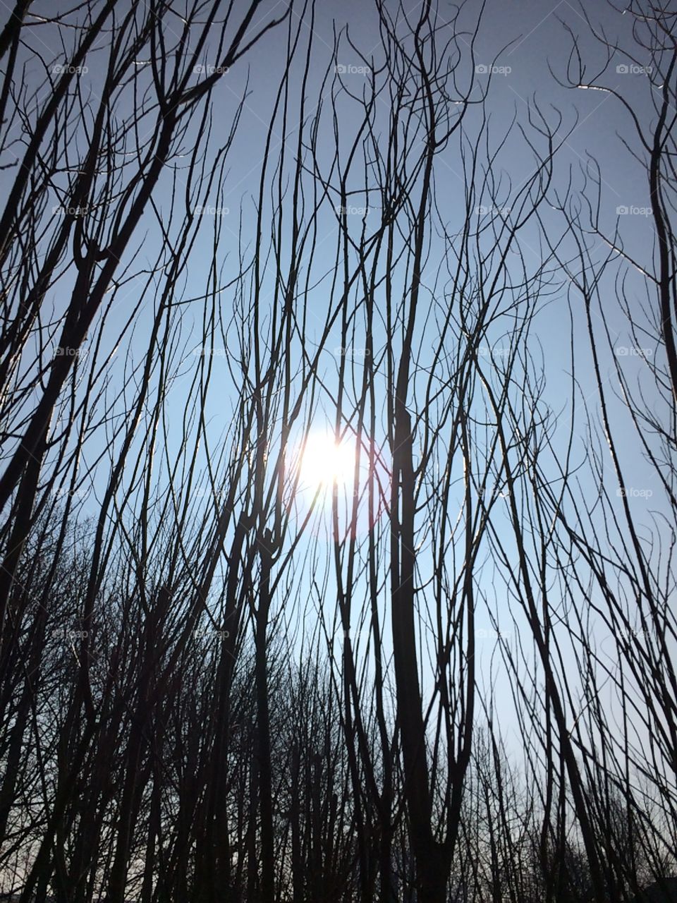 The willow and the sun