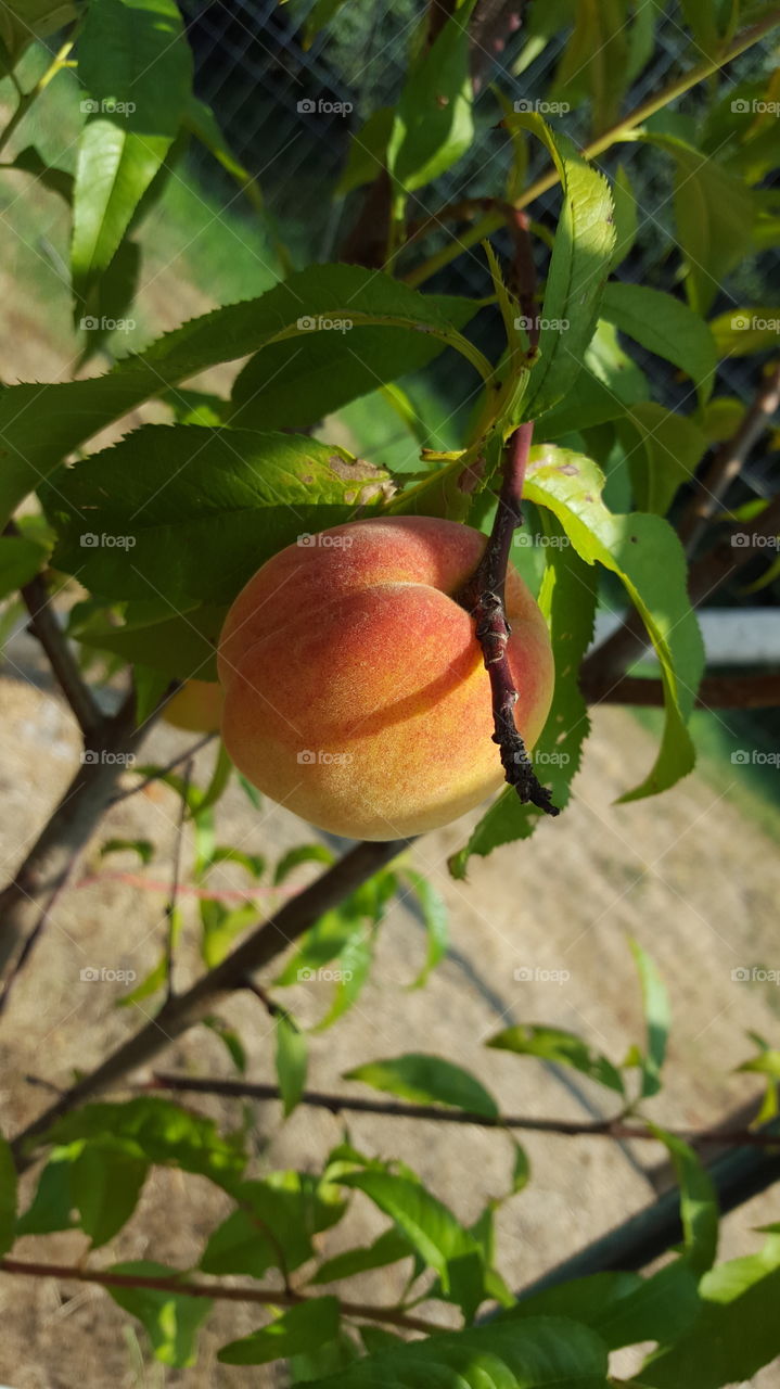 peach