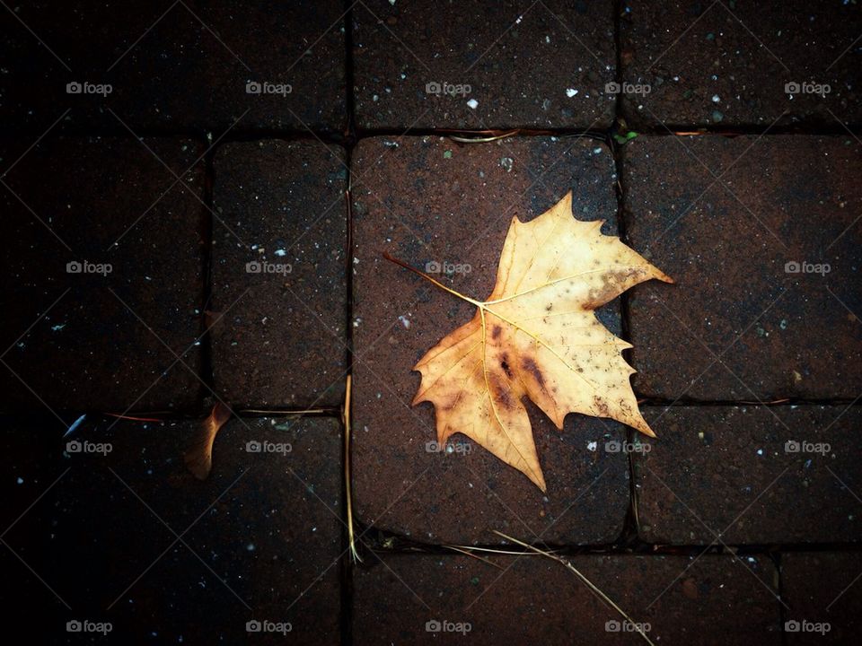 Single leaf on brick