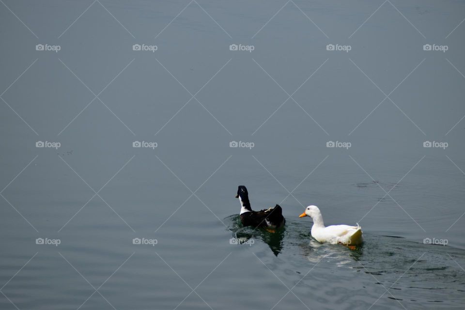 Ducks on the lake