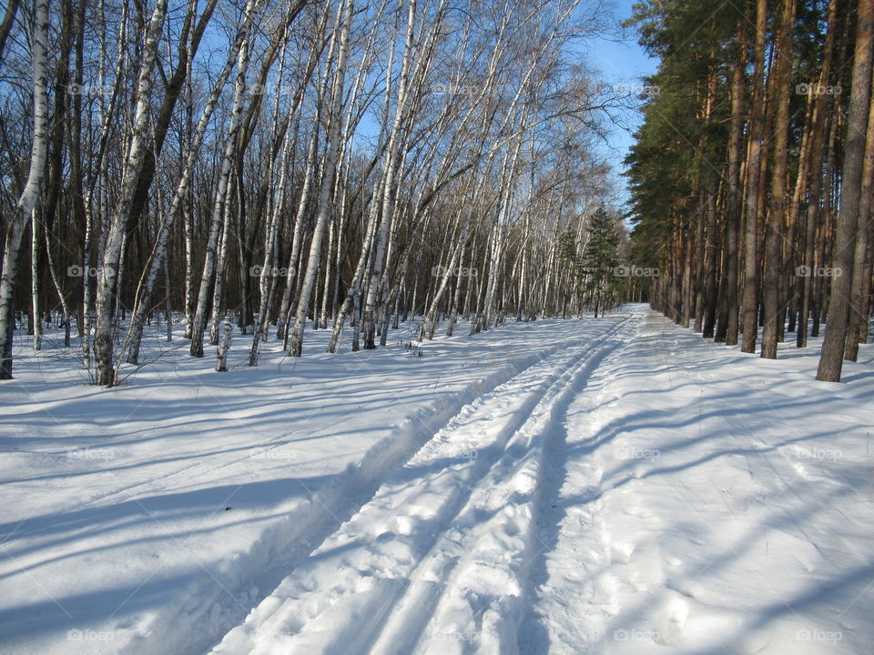 winter forest, skiing, walk, frost, sun, good weather