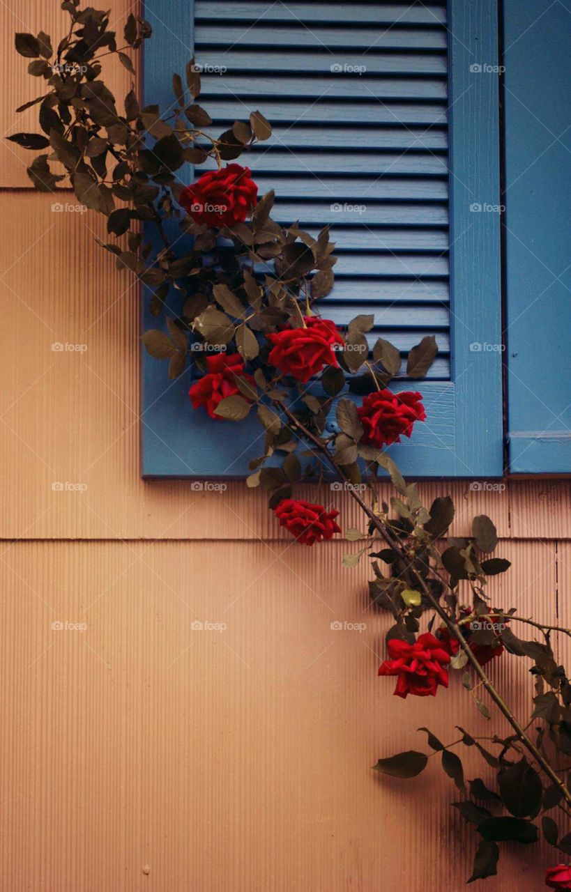 Roses on a house