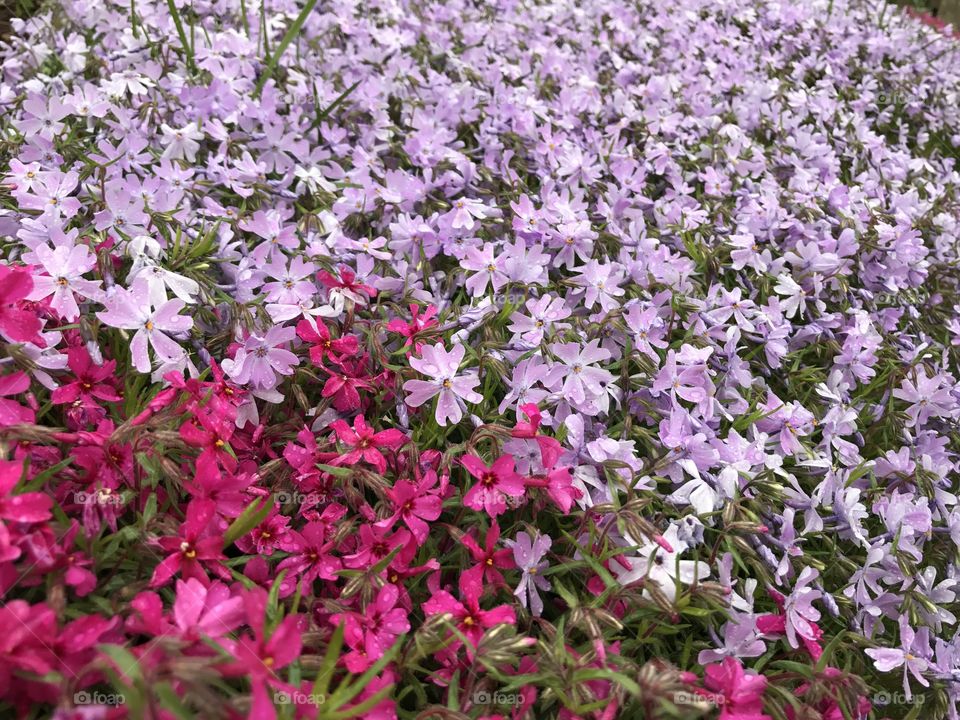 Pink and purple blanket of flowers 