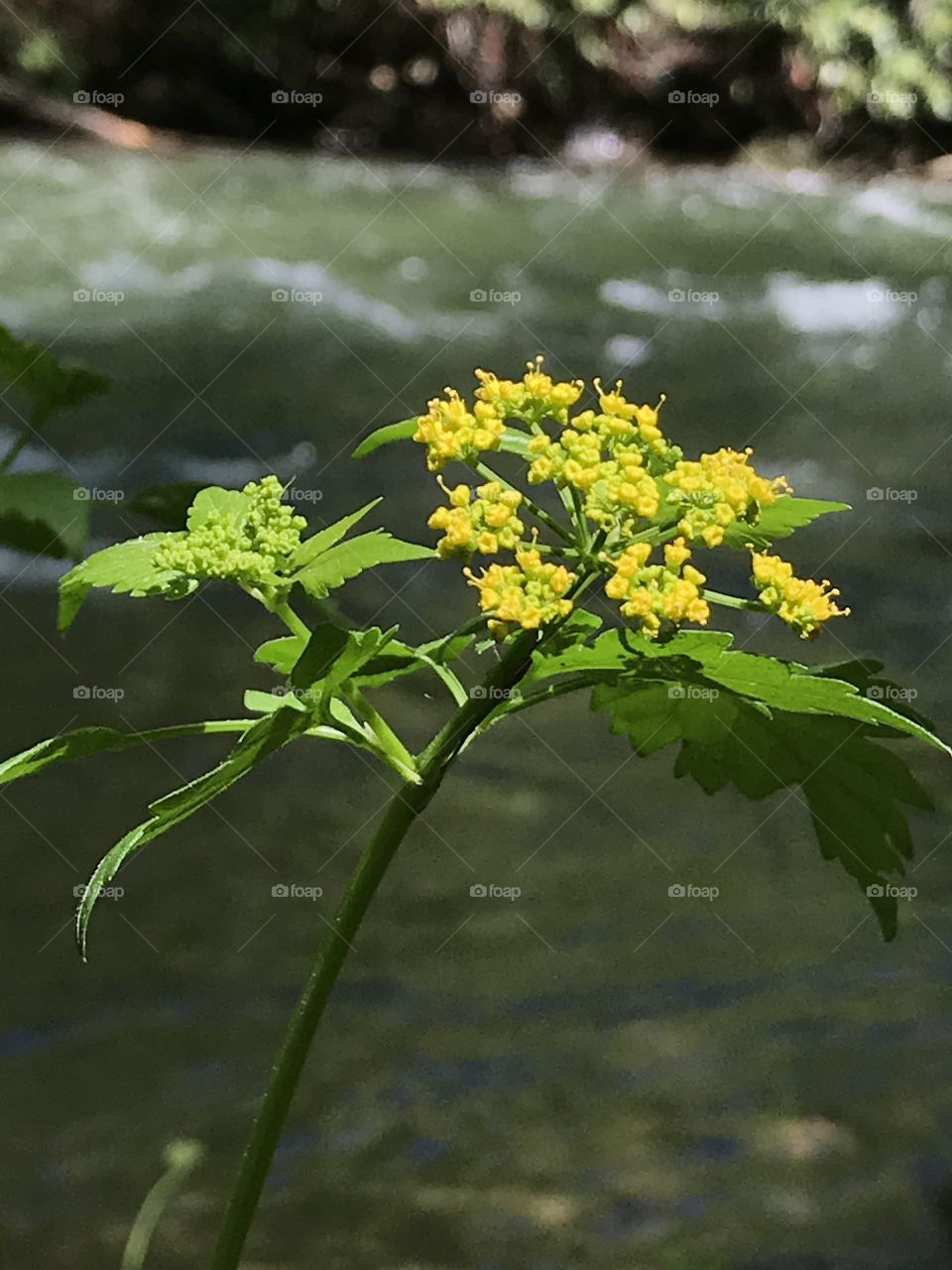Beautiful yellow flower blooming along a stream 