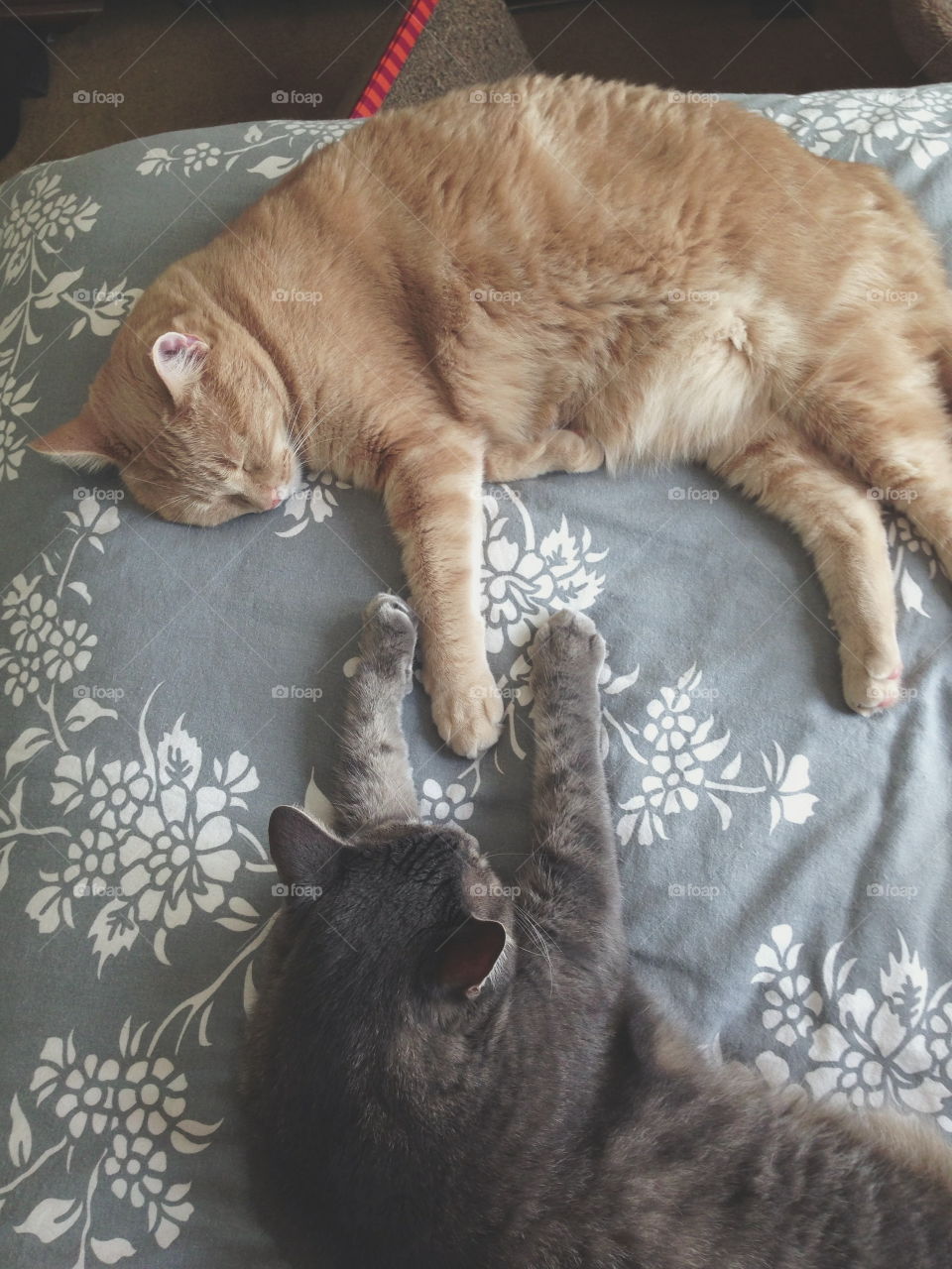 High angle view of cats on bed