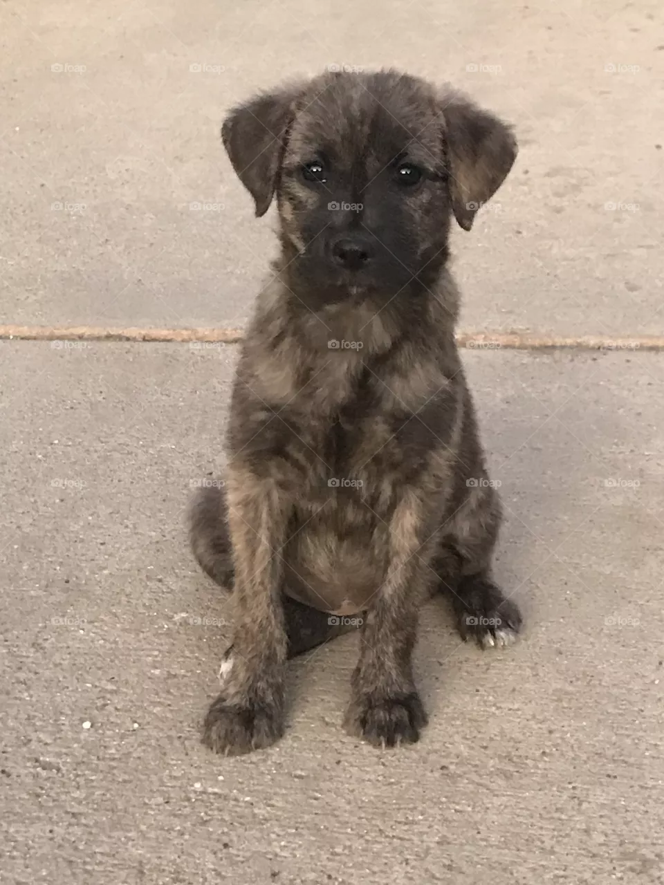Puppy