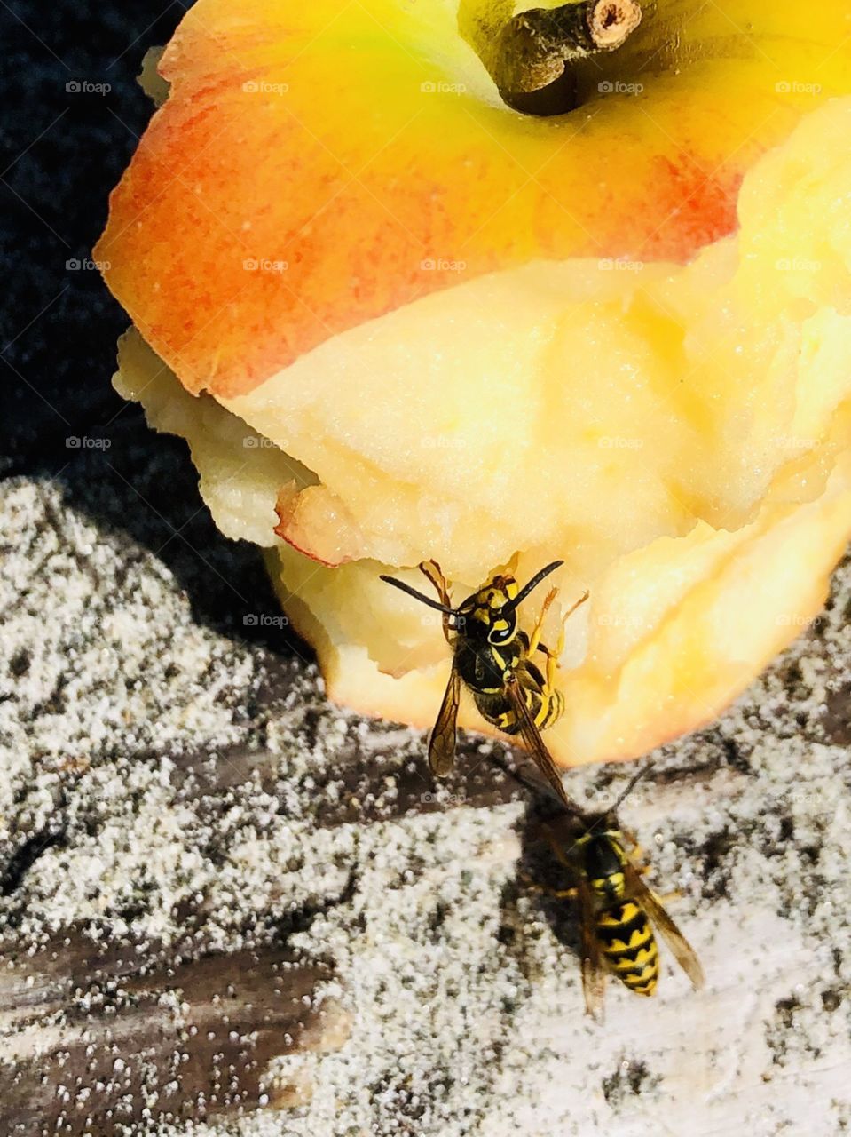 Apple Core Insects At The Beach 