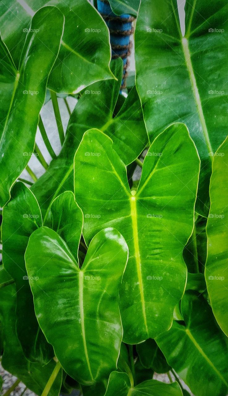 Green leaves of tropical houseplants philodendron