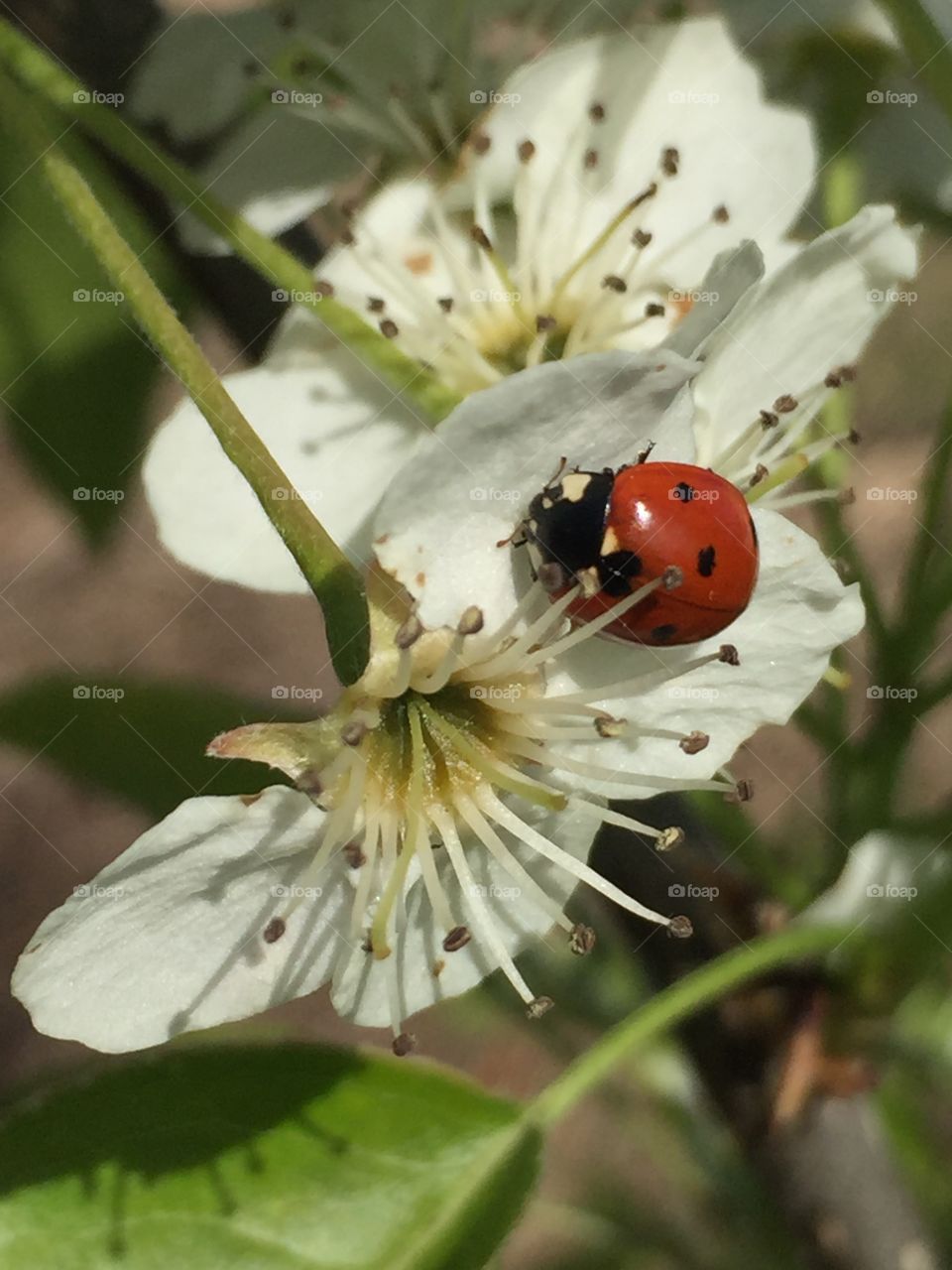 Ladybug on white flower