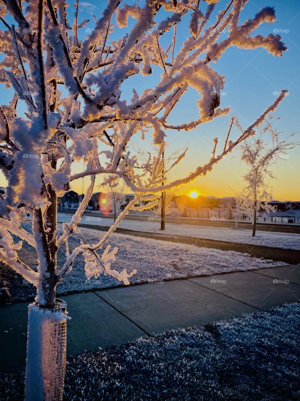 Frosty morning sunshine 