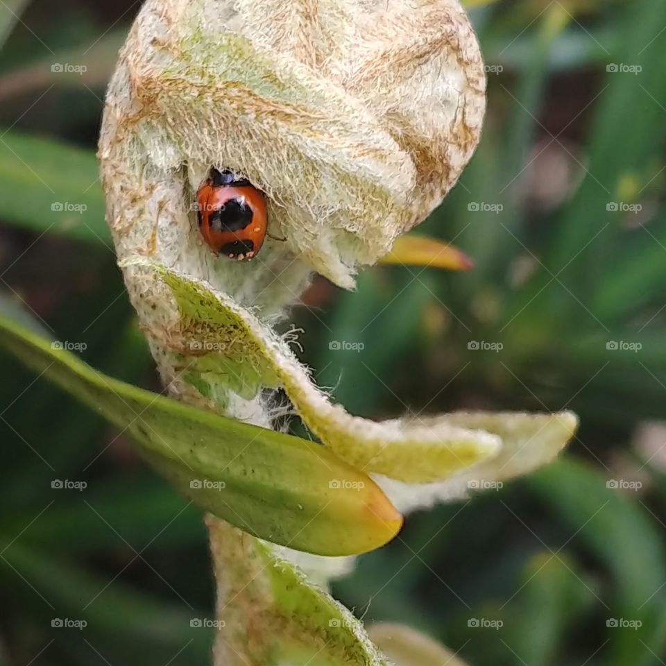 Close-up of a tiny, red ladybug drinking dew from a growing, baby leaf of a fern with another dark green plant in the background.