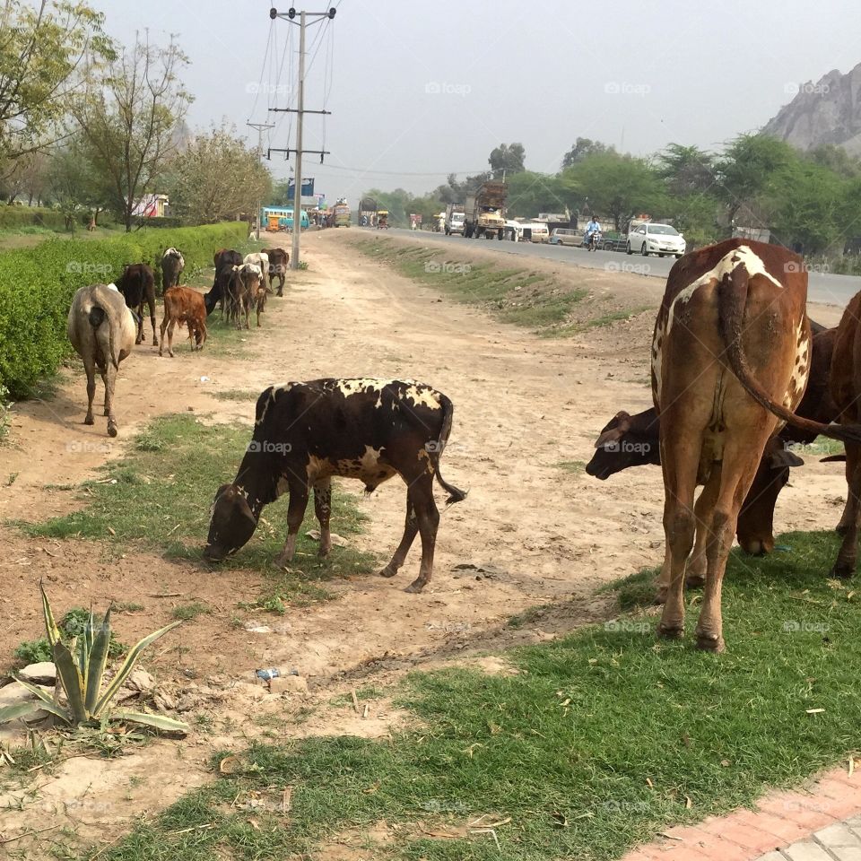 Cows. Random cows in Pakistan