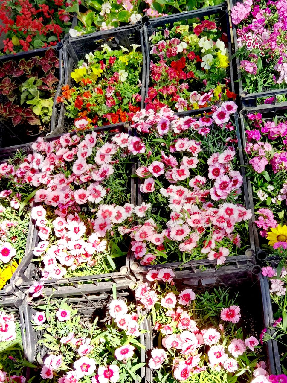 Flower, Flora, Garden, Floral, Decoration