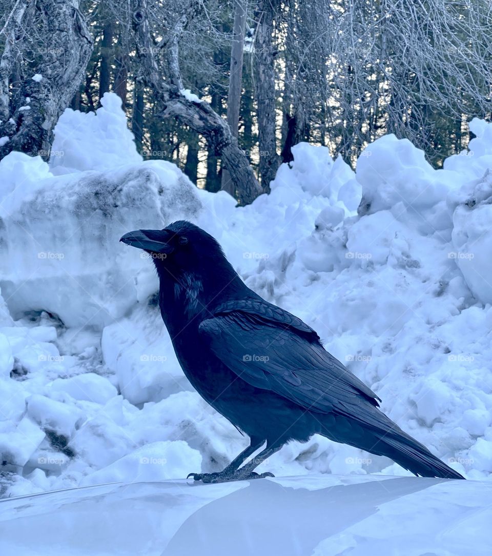 A raven keeps warm on the hood of a car in the winter snow. 