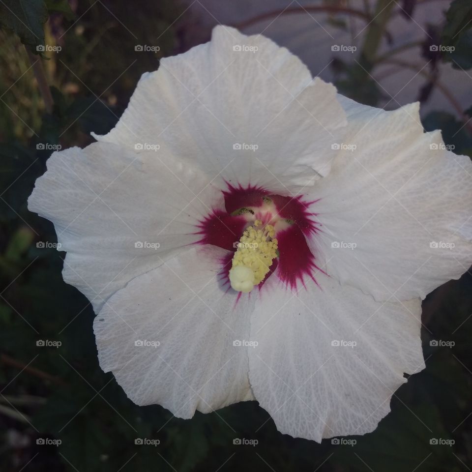 rose of sharon bloom. first blooms ever on our baby