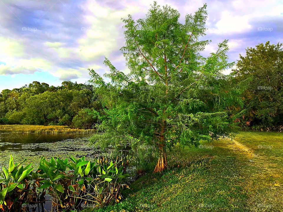 Lakeside view