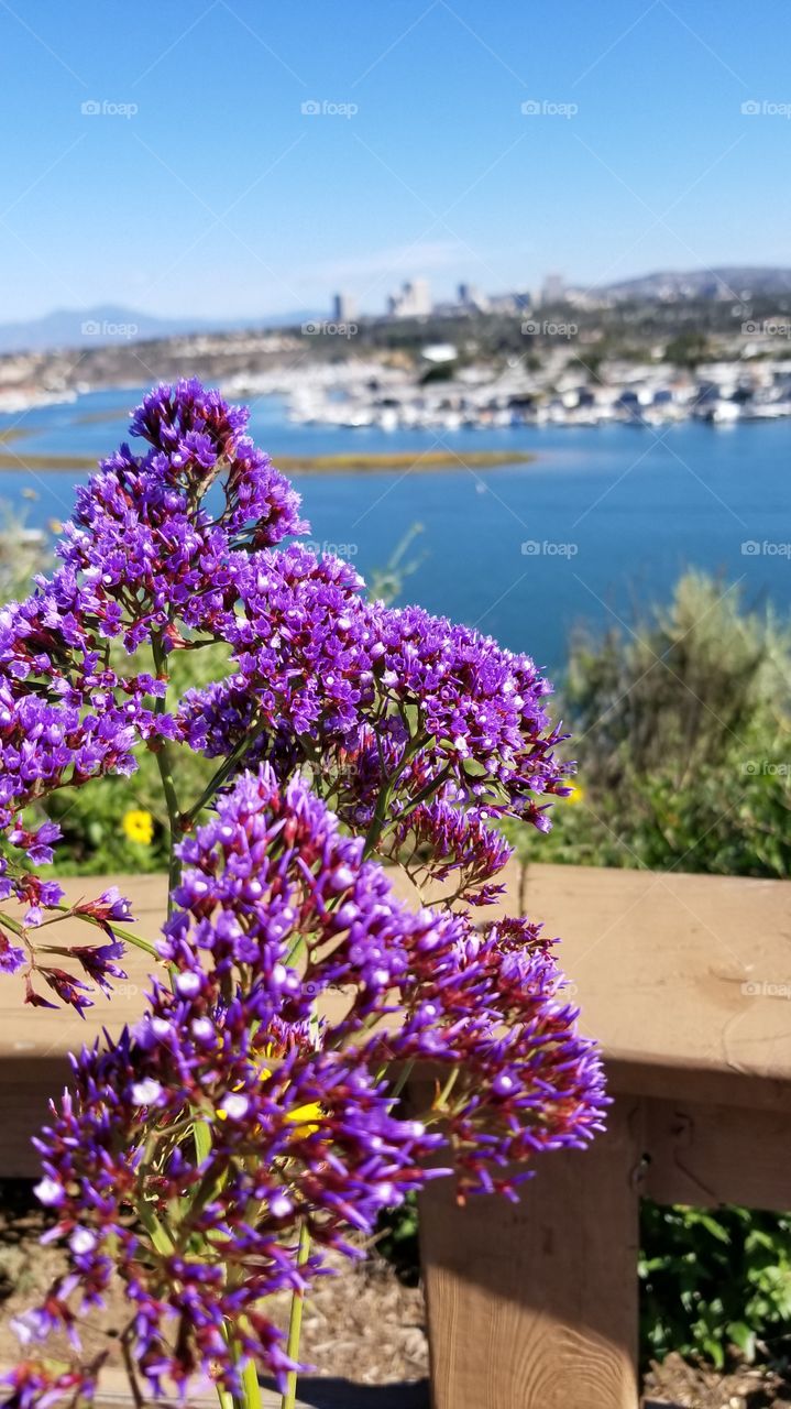 Sea lavender flower against the beautiful view of the bay and the city