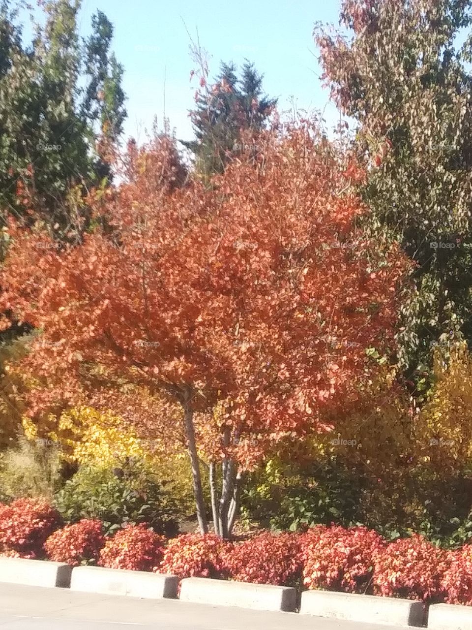 fall colors