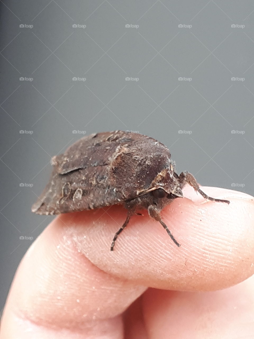 A big ol moth that I found.