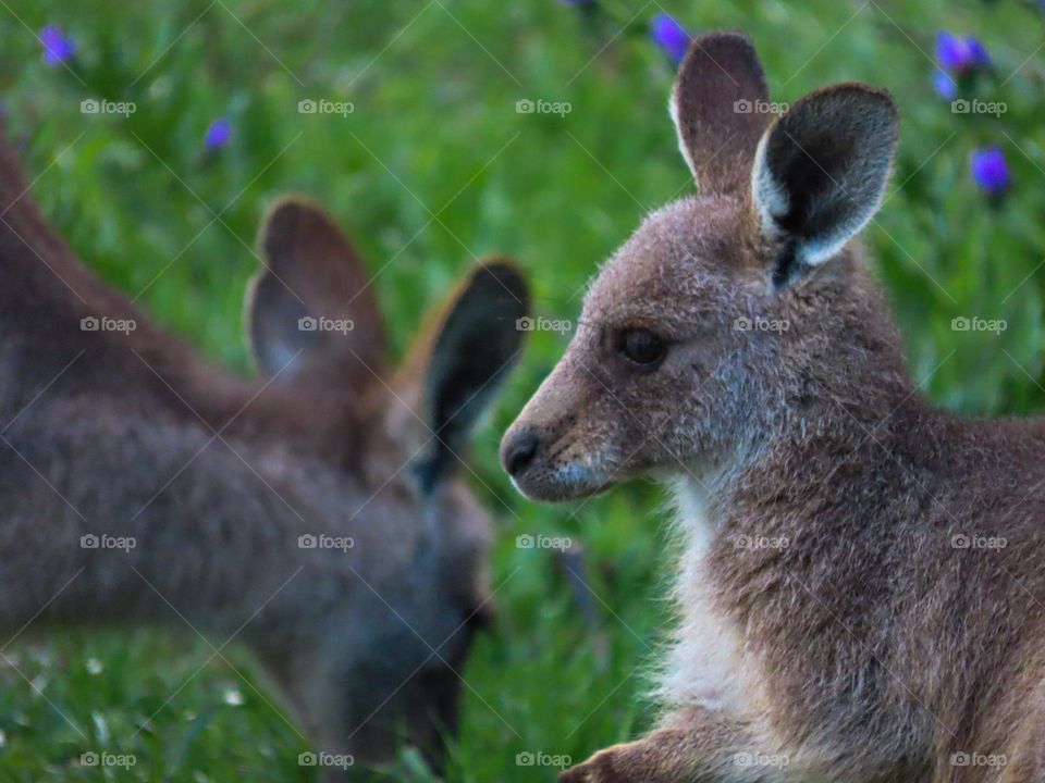 Young kangaroo