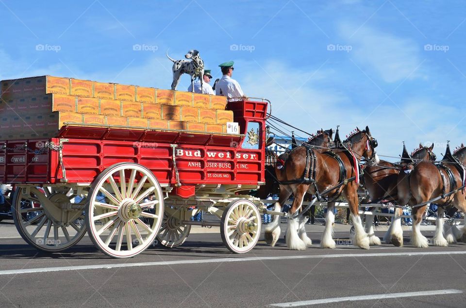 budweiser Clydesdales