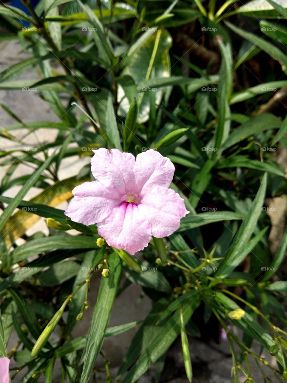 Pink Flower in my gardern.