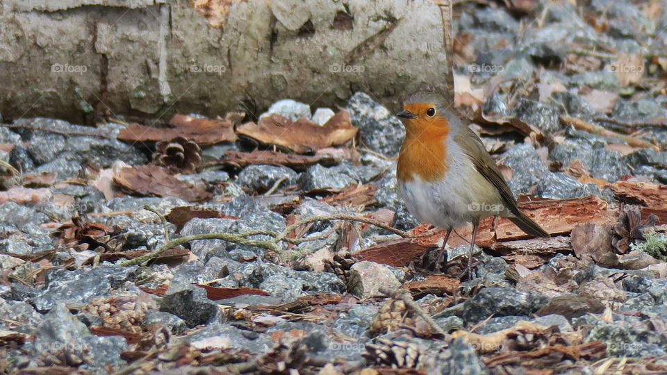 European robin