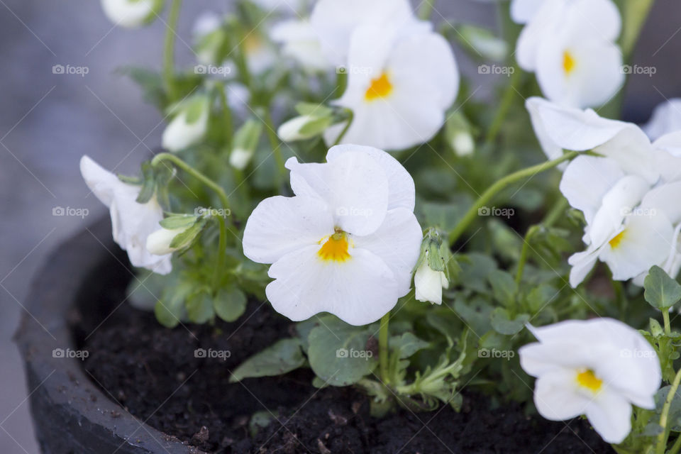 White pansies in black pot  - vita penséer svart kruka 