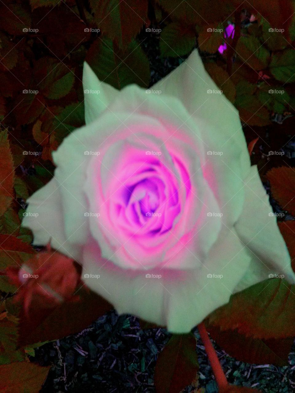 pink and white rose