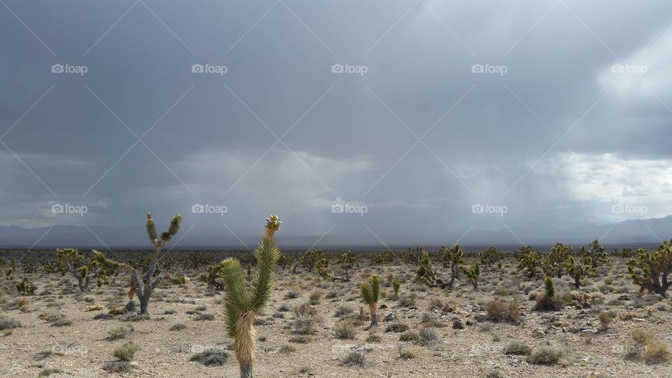 Rain Falls Across Joshua Trees in a Desert Valley, Nevada