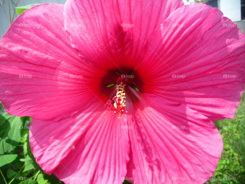 Flower, Hibiscus, Flora, Nature, Petal