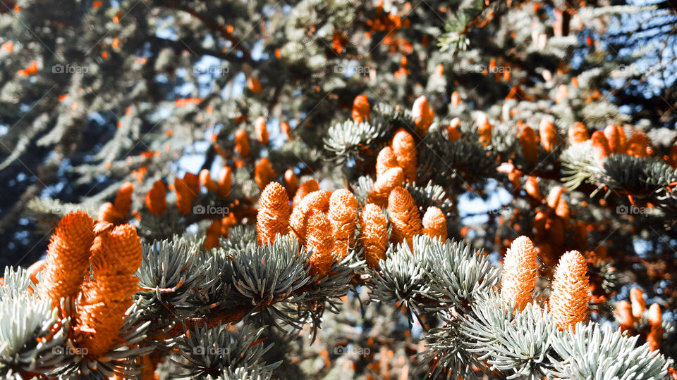 Pine cone in France