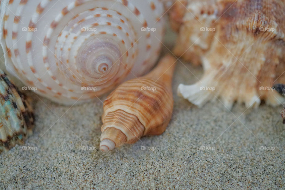 Close-up of conch shells
