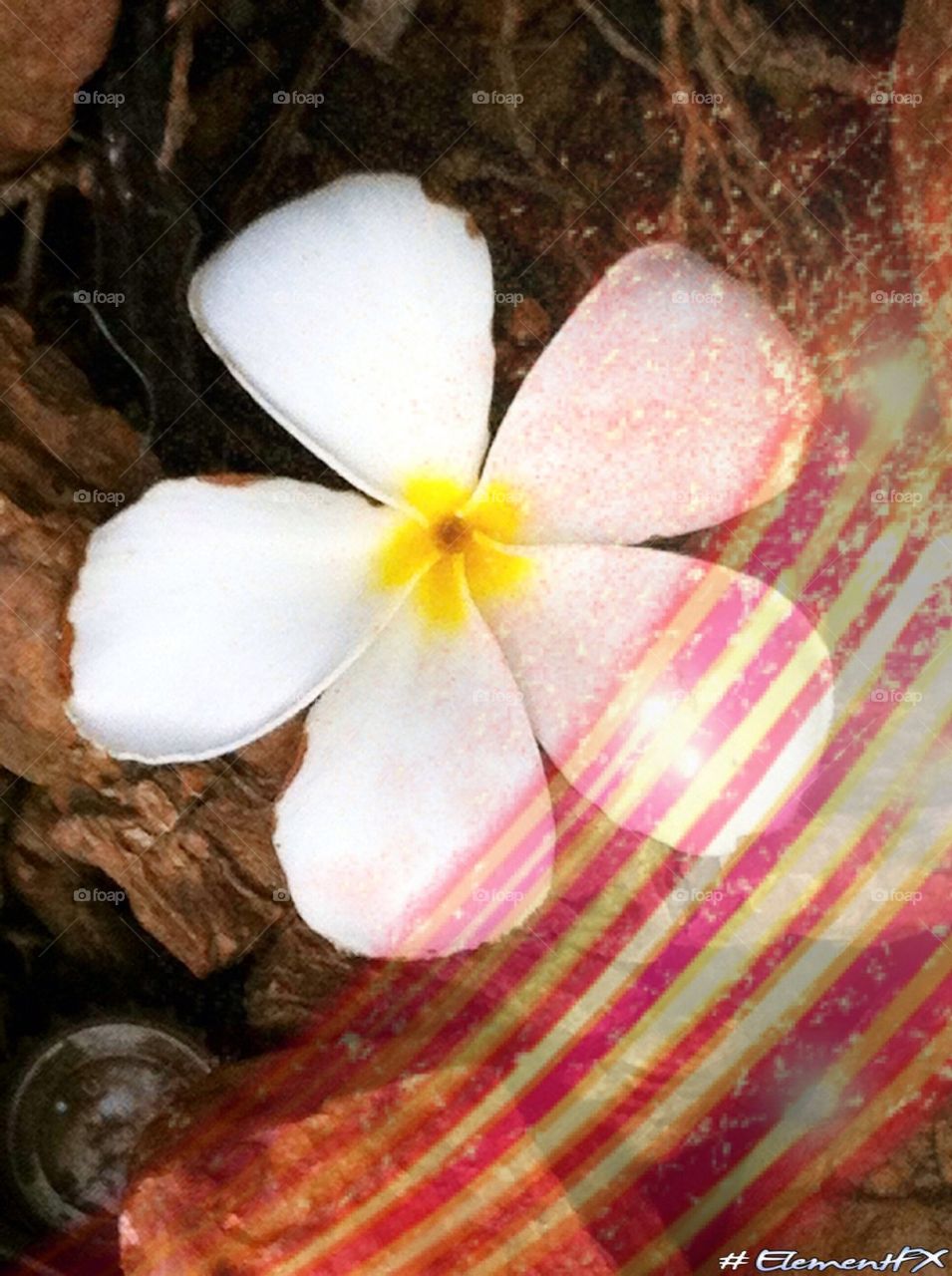Plumeria on the rock
