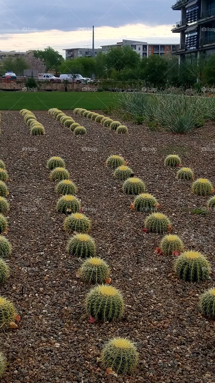 symmetrical rows of cactus in the Landscaping