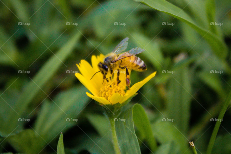 Bee on a flower