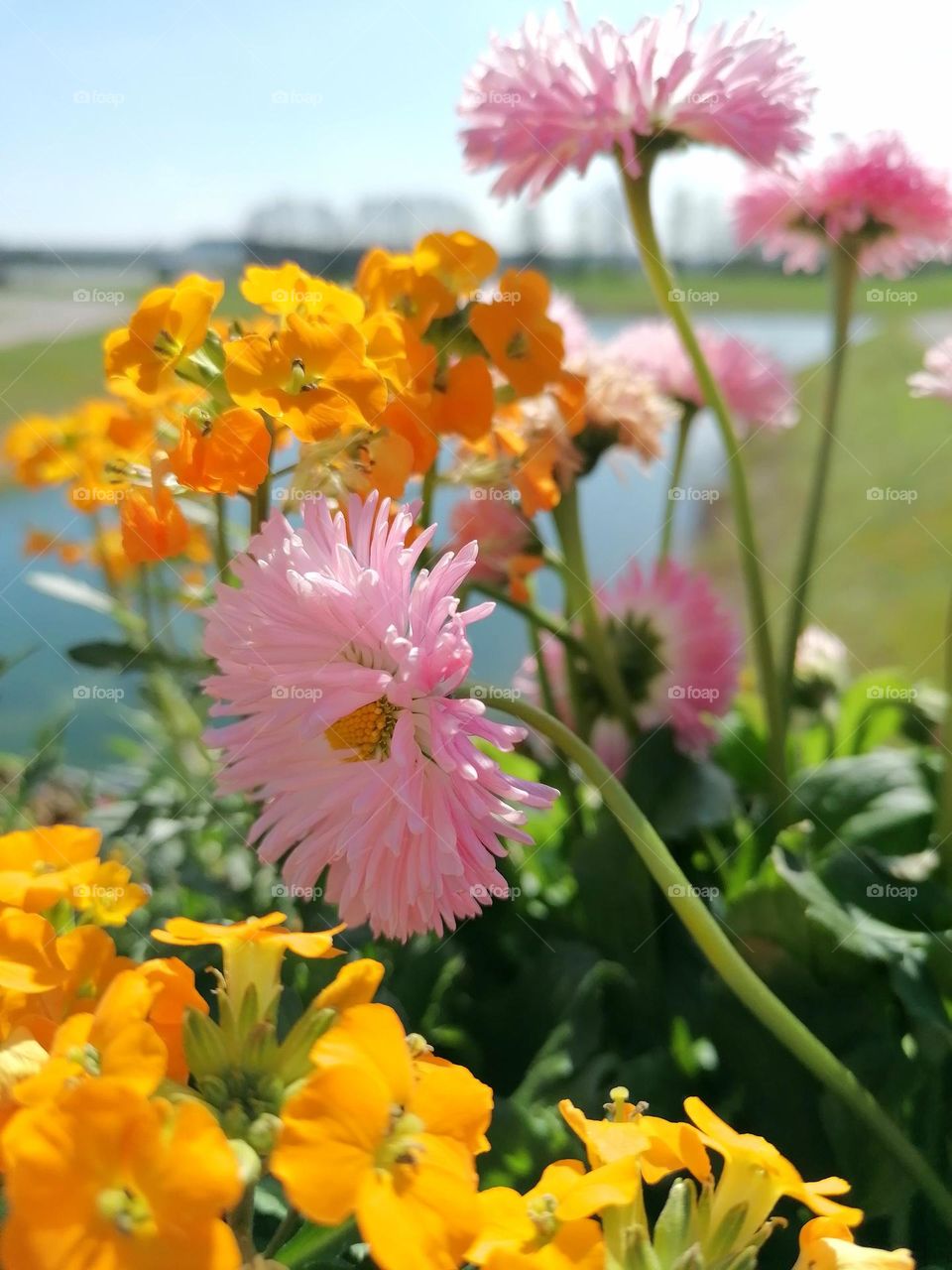 Beautiful Flowers