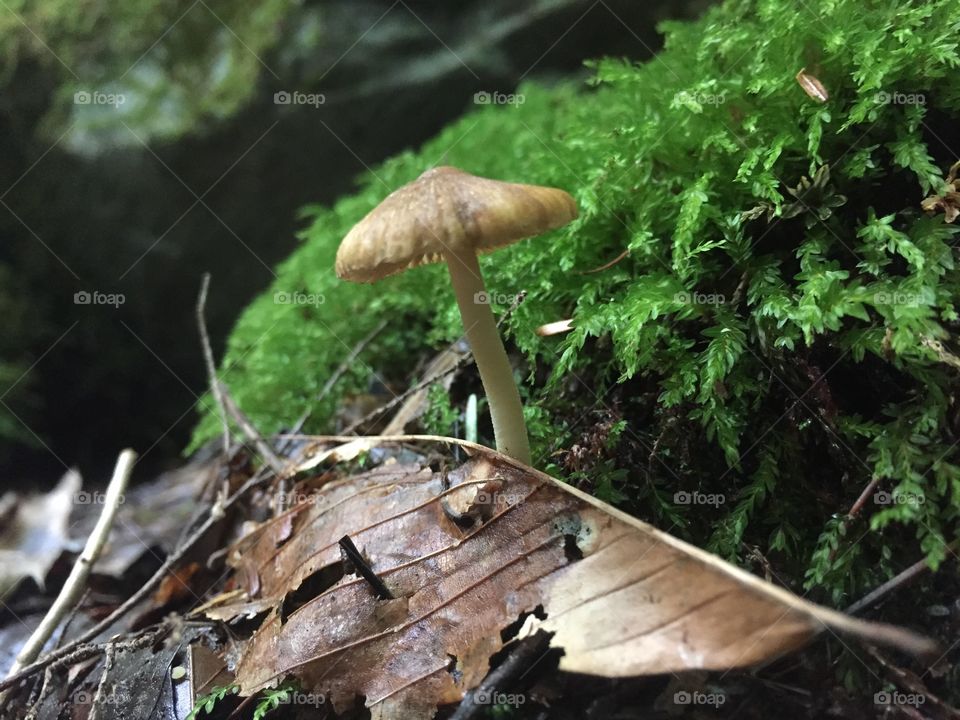 Lone mushroom
