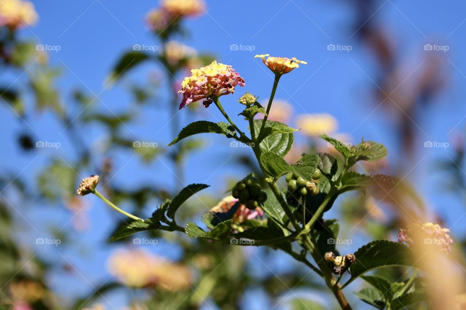 Springtime blossoms lantana flower clusters pink and yellow