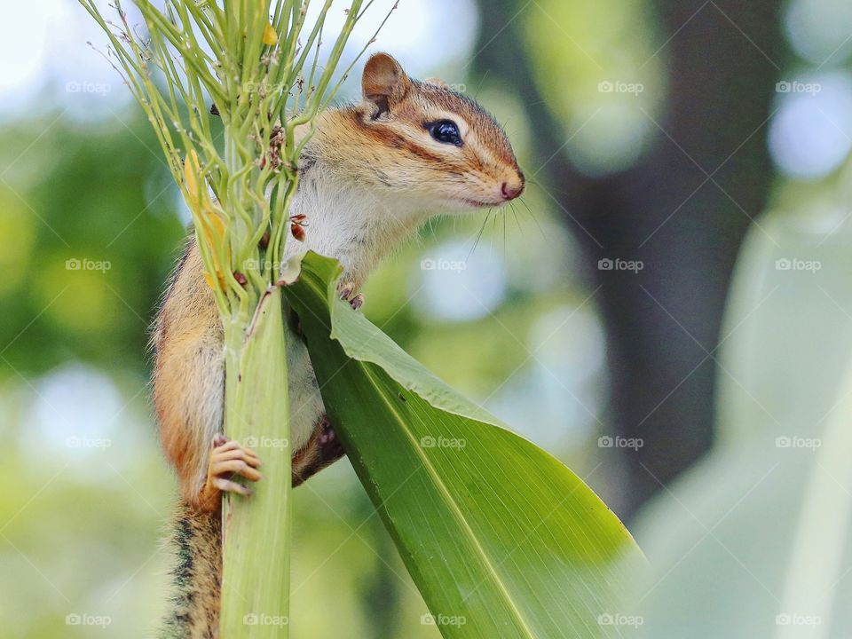 Baby chipmunk hanging on a stalk of wheat