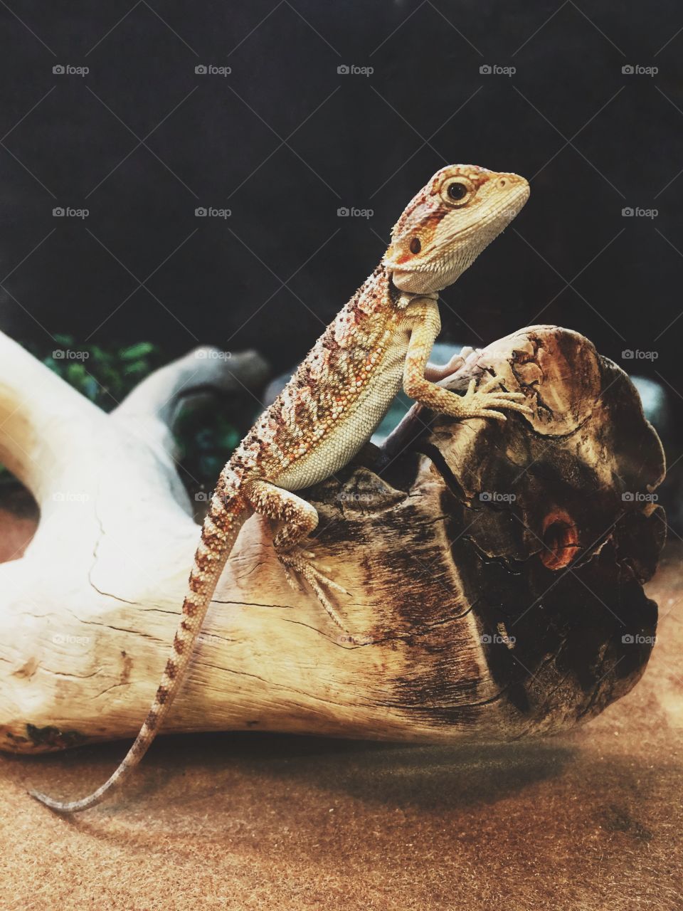 Bearded dragon chilling on a log 