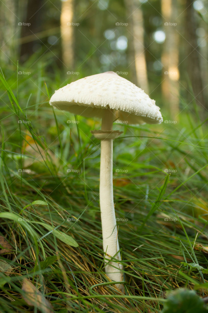 Fungus, Mushroom, Nature, Grass, Fall