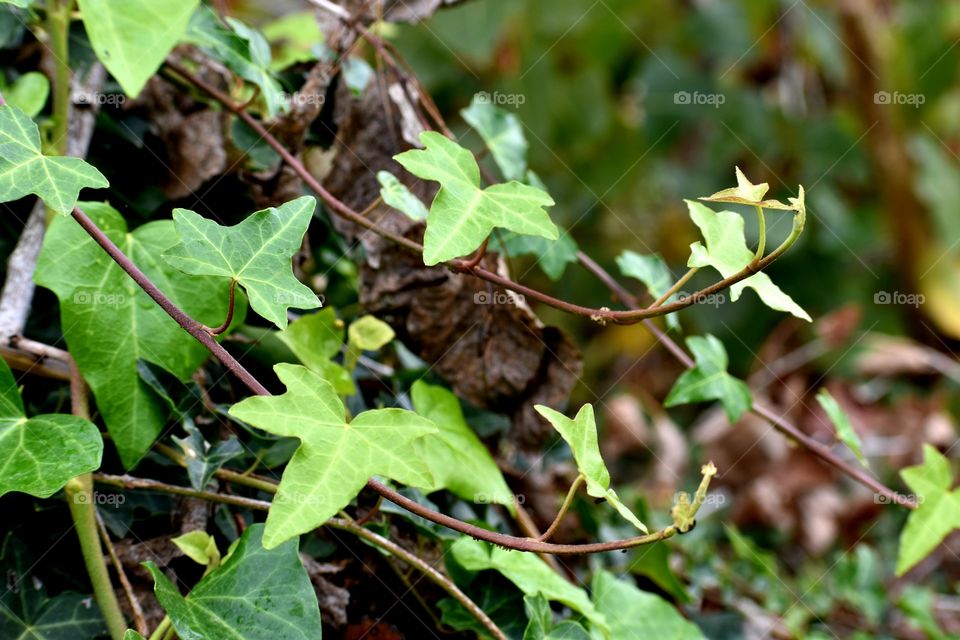 portrait plant