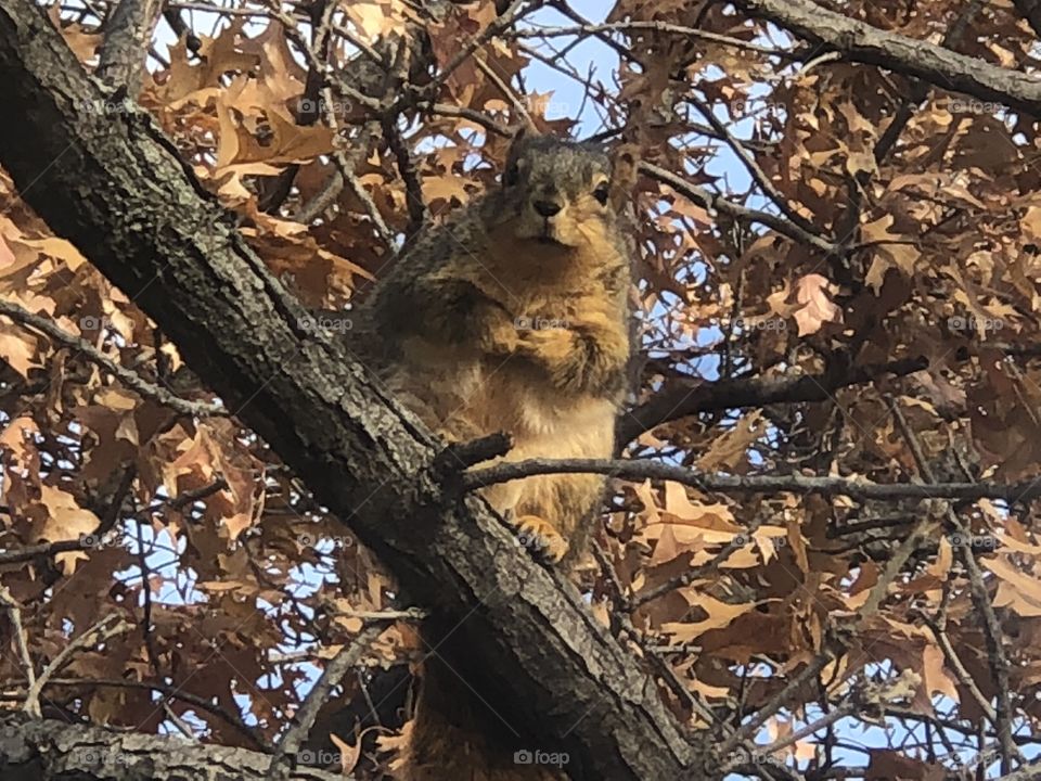 Adorable squirrel