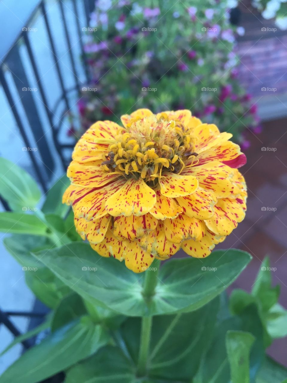 Yellow striated Zinnia