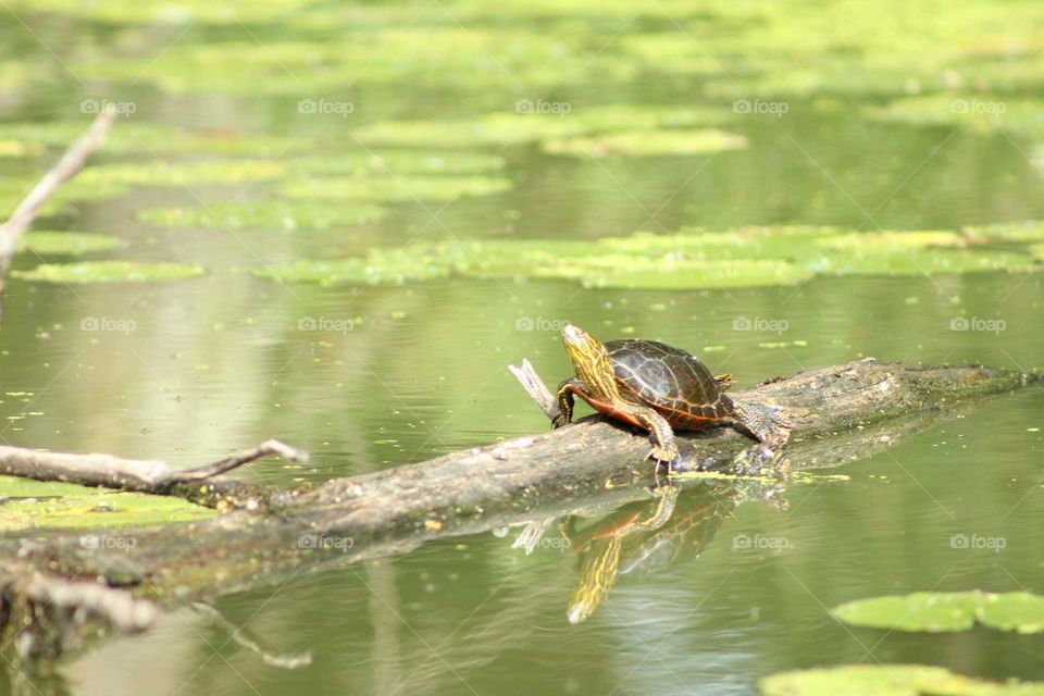 Turtle on a log