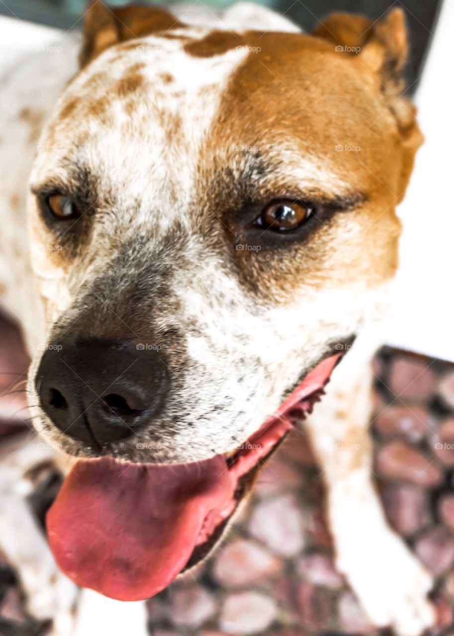 This close up of a brown and white rescue dog is a happy pup with his tongue hanging out. 
